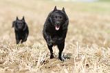 SCHIPPERKE 454